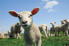 Animalaine